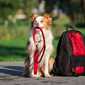 Собаки на zoomaugli.ru Транспортировка и безопасность
