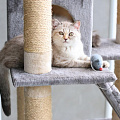Кошки на zoomaugli.ru Котеточки