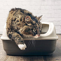 Кошки на zoomaugli.ru Наполнители и туалеты